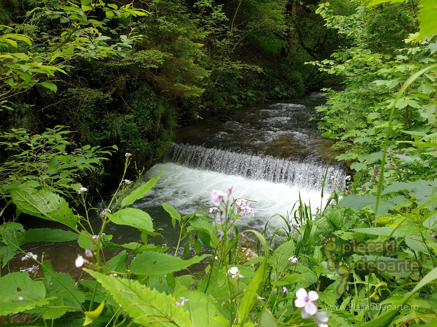 Valul Miresei Răchițele